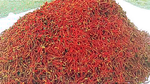 Byadgi chilli is also grown in Gadag, Dharwad and Haveri districts.