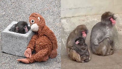 Baby Punch gets the warmest hug