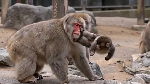 Punch the Monkey got his revenge by BEATING UP the zoo monkeys