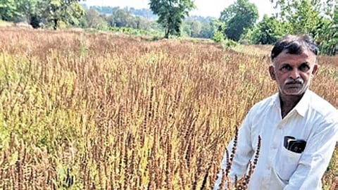 Chia has a short growing cycle of 100 to 120 days, requires minimal maintenance, and is relatively pest- and disease-resistant.