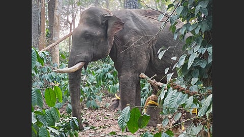 Conflict wild elephant captured in Kodagu