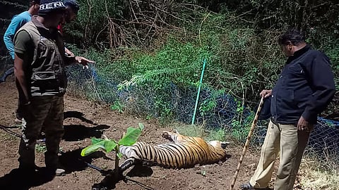 Tigress electrocuted in Chamarajanagar district