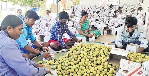 Farmers in Kurugodu and Siruguppa taluks are among the worst affected