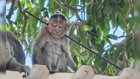 Arrow Pierces Monkey's Neck In Maharashtra