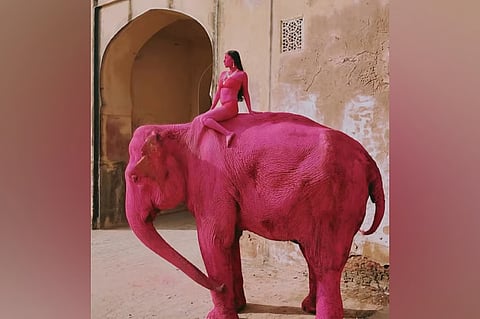 Pink elephant photoshoot in Jaipur sparks row, probe ordered over animal welfare concerns