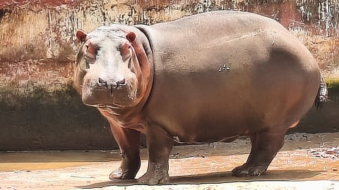 The 12-year-old female hippopotamus named Hamsini died at the Tiger and Lion Safari at Tyavarekoppa near Shivamogga on Tuesday