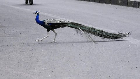peacocks