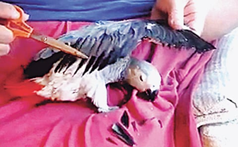 ಹಕ್ಕಿ ಹಾರ