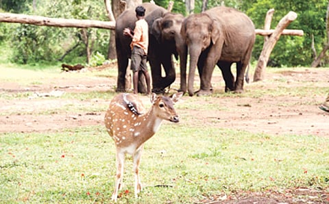 ಕಾಡು ಜೀವನ