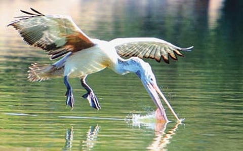 ಹಕ್ಕಿ ಬಂತು ಹಕ್ಕಿ!