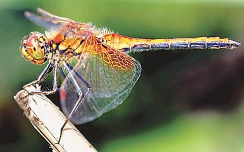 ಏರೋಪ್ಲೇನ್ ಚಿಟ್ಟೆ