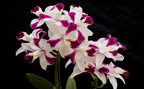 ಲಾಲ್ಬಾಗ್ಗೆ ಆರ್ಕಿಡ್ ಲಗ್ಗೆ