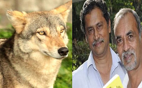 ವಾಕಿಂಗ್ ವಿತ್ ವೂಲ್ಫ್ಸ್ ಸಾಕ್ಷ್ಯಚಿತ್ರ, ಕೃಪಾಕರ್ - ಸೇನಾನಿ