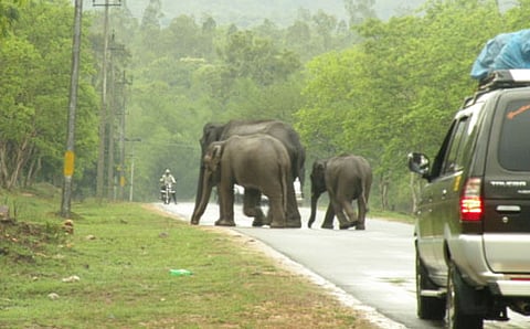 ಬಂಡೀಪುರ ಹುಲಿ ಸಂರಕ್ಷಿತ ಅರಣ್ಯ (ಸಾಂದರ್ಭಿಕ ಚಿತ್ರ)