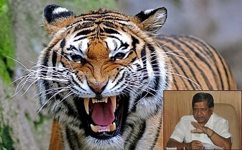 ನರಭಕ್ಷಕ ಹುಲಿ ಮತ್ತು ಪ್ರತಿಪಕ್ಷ ನಾಯಕ ಜಗದೀಶ್ ಶೆಟ್ಟರ್