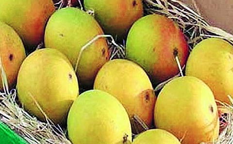 ಆಪೂಸ್ ಮಾವು