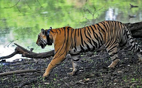 ಸಾಂದರ್ಭಿಕ ಚಿತ್ರ