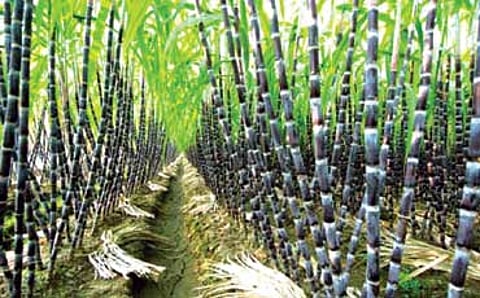 1850 ಕೋಟಿ ಕಬ್ಬಿನ ಬಿಲ್ ಕೊಡಿಸುವರ್ಯಾರು?