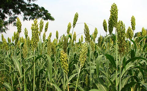 ಈ ಬಾರಿಯೂ ಅನ್ನಭಾಗ್ಯಕ್ಕಿಲ್ಲ ಜೋಳ