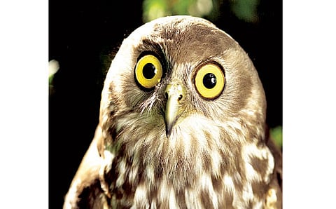 ವಿಚಿತ್ರವಾದರೂ ನಿಜ!