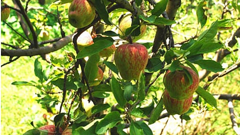ಕರ್ನಾಟಕದಲ್ಲೂ ಸಾಧ್ಯ ಕಾಶ್ಮೀರಿ 'ಆ್ಯಪಲ್ ಡೌನ್ಲೋಡ್'