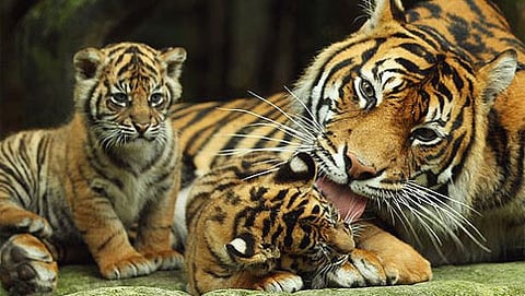 ಪಶ್ಚಿಮ ಬಂಗಾಳದ ಸುಂದರ್ಬನ್ ಹುಲಿ ಸಂರಕ್ಷಿತಾರಣ್ಯ ಪ್ರದೇಶ (ಸಂಗ್ರಹ ಚಿತ್ರ)