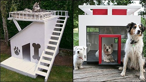 ಶ್ವಾನ ಸೂರು