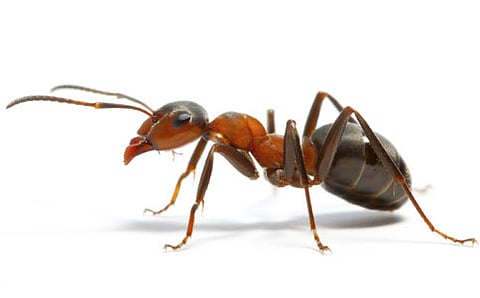 ಇರುವೆ