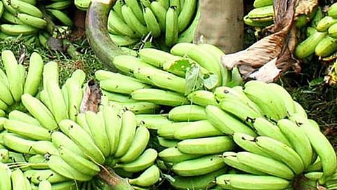 ಬಾಳೆಹಣ್ಣು(ಸಾಂದರ್ಭಿಕ ಚಿತ್ರ)