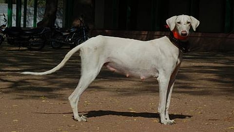 ಮುಧೋಳ ನಾಯಿ