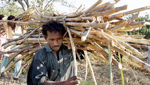 ಕಬ್ಬು ಬೆಳೆಗಾರ