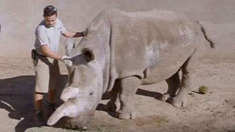 ಬಿಳಿ ಖಡ್ಗಮೃಗ