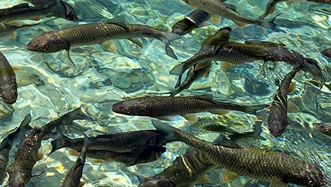 ಸಾಂದರ್ಭಿಕ ಚಿತ್ರ