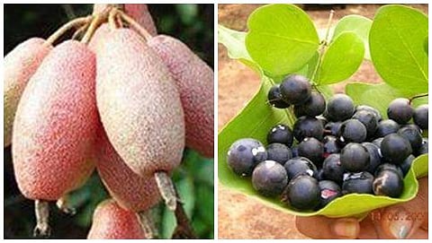 ಹಲಗೆ ಹಣ್ಣು, ಕವಳೆ ಹಣ್ಣು