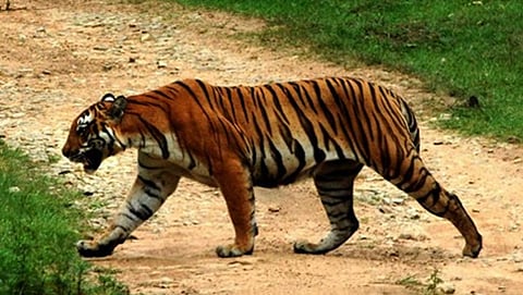 ನರಭಕ್ಷ ಹುಲಿ