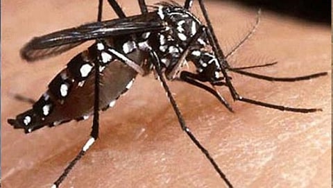 ಸೊಳ್ಳೆ
