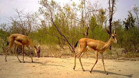 ವನ್ಯಜೀವಿಧಾಮ