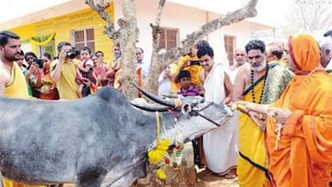ಮಾಲೂರಿನಲ್ಲಿ ಶನಿವಾರ ಏರ್ಪಡಿಸಿದ್ದ ಹನುಮಜಯಂತಿ ಕಾರ್ಯಕ್ರಮದಲ್ಲಿ ಭಾಗವಹಿಸಿದ್ದ ಎಂದು ಹೊಸನಗರ ರಾಮಚಂದ್ರಾಪುರ ಮಠದ ಶ್ರೀ ರಾಘವೇಶ್ವರ ಭಾರತೀ ಸ್ವಾಮೀಜಿ ಹಸುವಿಗೆ ಬಾಳೆ ಹಣ್ಣು ತಿನ್