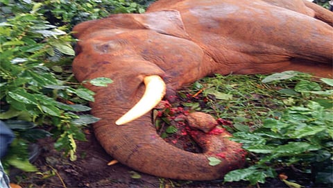 ವಿದ್ಯುತ್ ಸ್ಪರ್ಶಗೊಂಡು ಅಸುನೀಗಿದ ಕಾಡಾನೆ