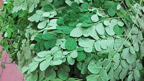 ನುಗ್ಗೆಸೊಪ್ಪು