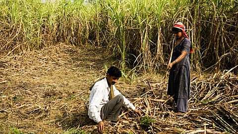 ಕಬ್ಬು ಬೆಳೆ (ಸಂಗ್ರಹ ಚಿತ್ರ)