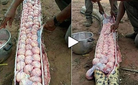 ದೈತ್ಯಾಕಾರದ ಹೆಬ್ಬಾವಿನ ಹೊಟ್ಟೆ ಸಿಗಿದಾಗ ಕಾಣಿಸಿದ್ದೇನು? ವಿಡಿಯೋ ವೈರಲ್View this Video