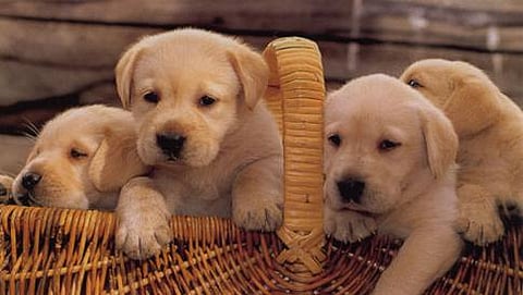 ಸಾಂದರ್ಭಿಕ ಚಿತ್ರ