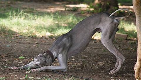 ಮುಧೋಳ ನಾಯಿ