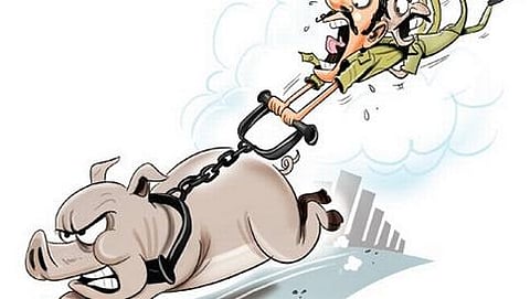 ಒಂದು ಹಂದಿ ಹಿಡಿಯಲು ಬಿಬಿಎಂಪಿಗೆ 550 ಖರ್ಚು! (ಚಿತ್ರ ಕೃಪೆ: ದಿ ನ್ಯೂ ಇಂಡಿಯನ್ ಎಕ್ಸ್ ಪ್ರೆಸ್)