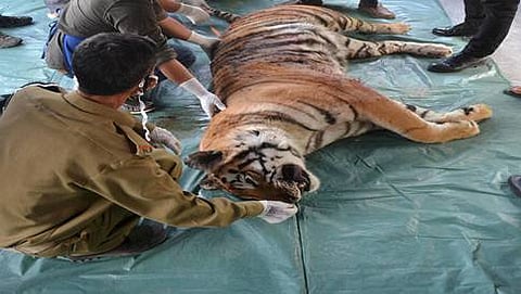 ನಾಗಾಲ್ಯಾಂಡ್ ನಲ್ಲಿ ಮೊದಲ ಬಾರಿಗೆ ಬಂಗಾಳ ಹುಲಿ ಪತ್ತೆ
