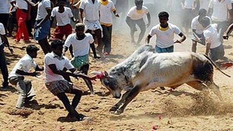 ಜಲ್ಲಿಕಟ್ಟು ಕ್ರೀಡೆಗೆ ಸಂಬಂಧಿಸಿದ ಸಾಂದರ್ಭಿಕ ಚಿತ್ರ