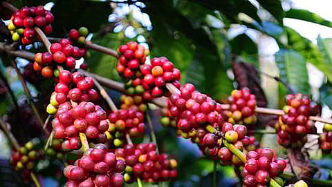 ಸಾಂದರ್ಭಿಕ ಚಿತ್ರ