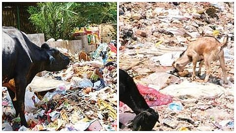 ಬೆಂಗಳೂರಿನ ಬೀದಿಯೊಂದರಲ್ಲಿ ರಾಶಿ ಹಾಕಿರುವ ಪ್ಲಾಸ್ಟಿಕ್ ಕಸಗಳನ್ನು ತಿನ್ನುತ್ತಿರುವ ಹಸು, ಮೇಕೆಗಳು