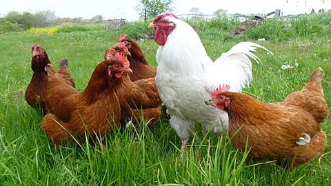 ಸಾಂದರ್ಭಿಕ ಚಿತ್ರ